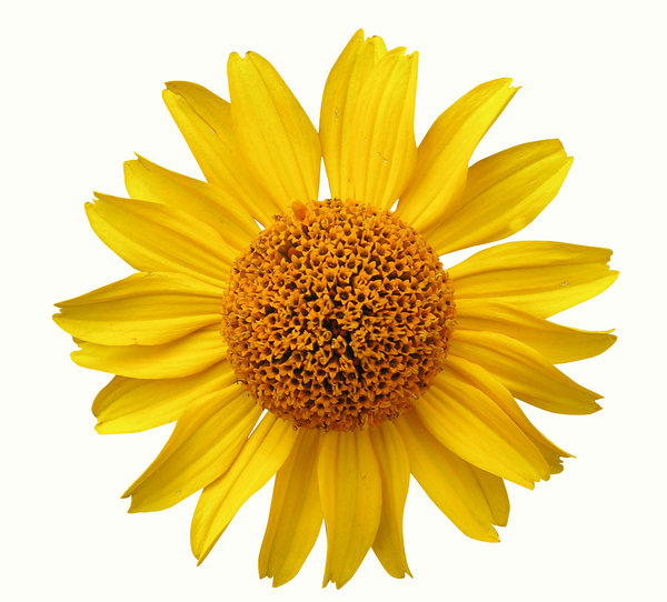 Yellow flower: A yellow flower isolated. Path included. White background.