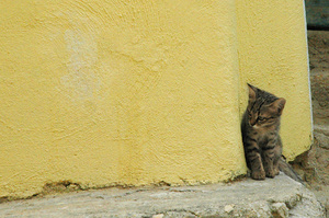 Kitten: Kitten leaning to yellow wall
