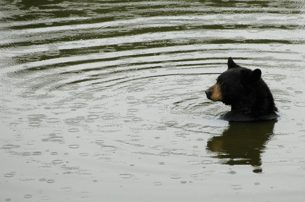 Taking a bath: Black bear taking a bath