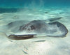 Grand Cayman stingray: Snorkling with Stingrays at Stingray City - in Grand Cayman