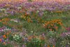 Glory of Spring: Wild flowers in full bloom in an open field near Oak Island, North Carolina.