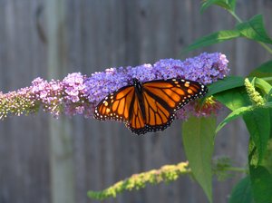 Summer Flutter: Butterfly on butterfly bush fluttering it's wings.