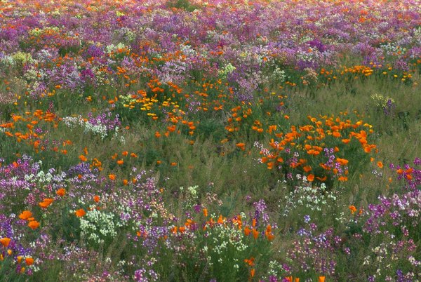 Glory of Spring: Wild flowers in full bloom in an open field near Oak Island, North Carolina.