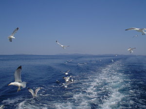 Sea and sea-gulls 1: Sea-gulls followed a boat at the Adriatic sea near national park Kornati (Croatia).