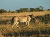 Cheetah: Cheetah walking in the early morning (Masai Mara, Kenya)
