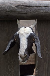 Goat Looking Through Fence: A goat stares out of his pen.