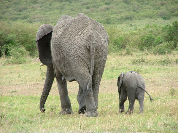 Elephants going home: Mother and baby elephant head home after a drink at the waterhole.