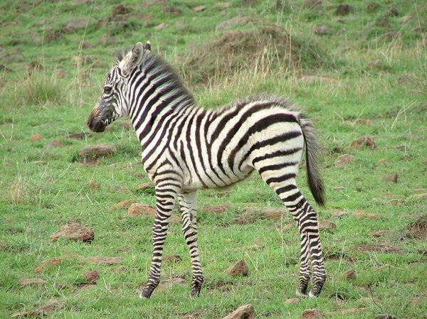 Baby zebra | Free stock photos - Rgbstock - Free stock images | nedbenj |  July - 17 - 2010 (8)