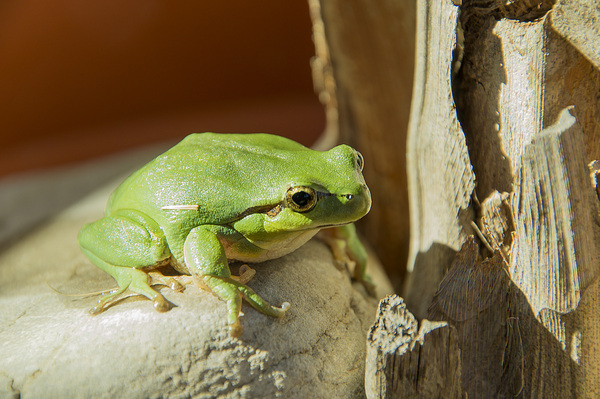 Green Frog: no description