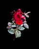 Red, Red Rose: Traditional red rose