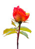 Sun Red Rose: Vived red rose petals ablaze with the mid-day sun