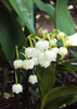 Lily of the valley: My first attempt at growing lily of the valley.  They are delightful growing in a small cluster.