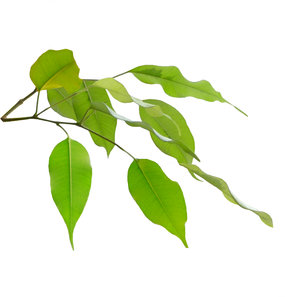 Ficus leaves: Ficus leaves