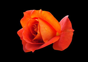 Orange Rose: 