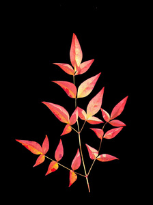 Capturing Autumn Colours: Red leaves on black
