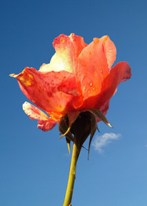 Flaming Rose: 