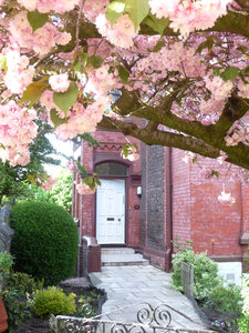 Cherry Blossom Door: My door transformed by cherry blossom in spring
