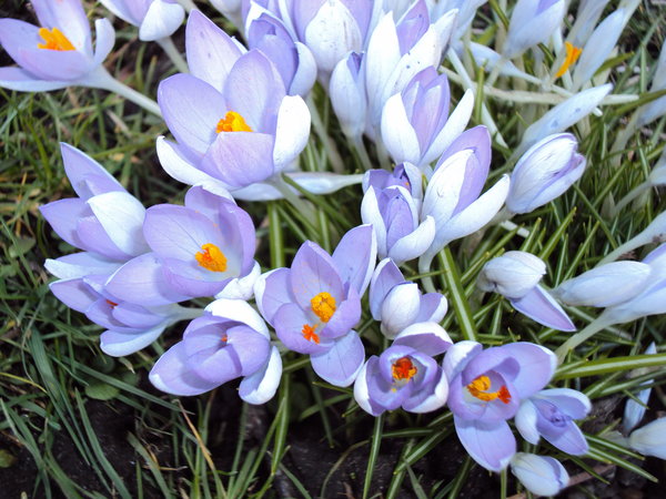 Crocus: Purple crocus in my local park, opening to the sun and heralding Spring