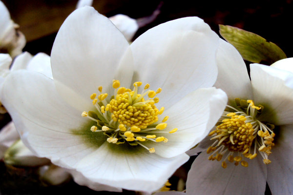 White Hellebores: The vibrant clear cut colours of the white hellebores