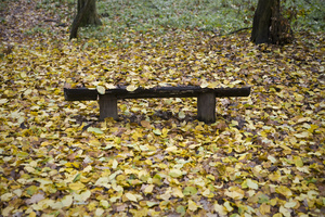 Bench in a park: Lonesome wooden bench. Enjoy.