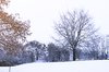 Tree under snow: Tree under snow