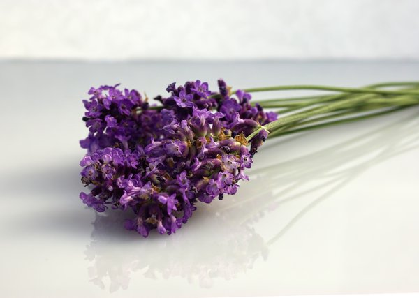 lavender: lavender on a white background