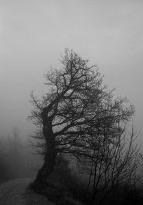 fog 1: 