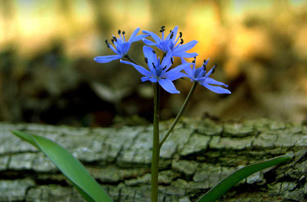Blaue Blume Frühling: 
