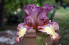 IRIS: ONE OF THE FIRST IRIS BLOOMS OF THE SPRING