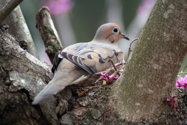 DOVE IN RED BUD TREE: MOURNING DOVE BEGINING TO NEST IN A RED BUD TREE AT MY PARENTS HOUSE