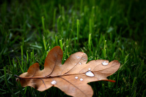 Oak leaf: Detail oak leaf with dew