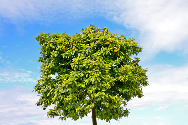 Tree of Orange 18: No description
