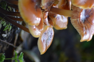 mushroom: Mushroom in 'Purmerbos' (small forest near Amsterdam)