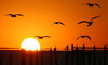 Sunrise with Seagulls: Silhouette  of seagulls flying in the shadow of the sunrise over Galveston Bay on 2-4-06