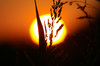 Setting Sun: Sunset with wheat in front of it