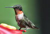 Male Hummingbird: Hummingbird at my feeder