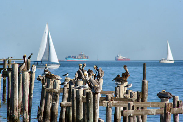 Sailboats: Sailing on Galveston Bay with Pelicans Watching
