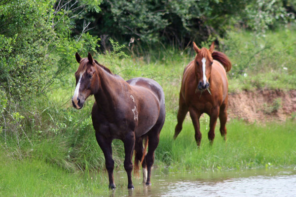 Horses: Two horses walking along the bank of the bayou in Texas.