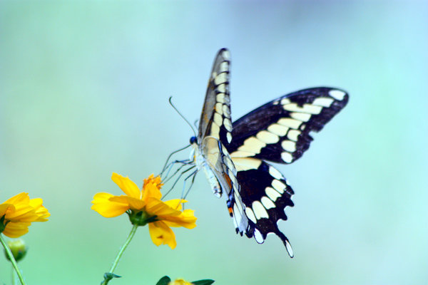 Butterfly: Butterfly in my garden.