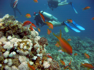 Diving in Egypt near Dahab in : Diving in Egypt near Dahab in the red sea.