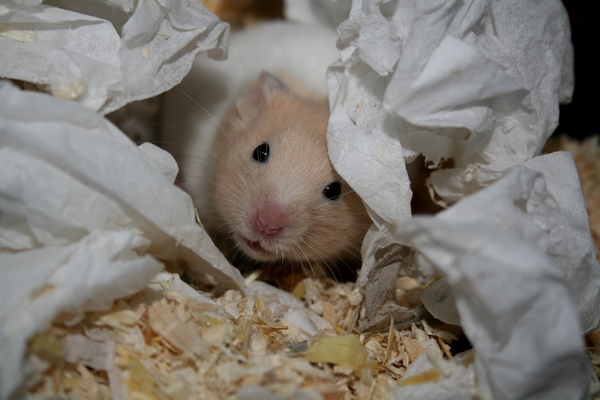 ziggy the hamster: No description