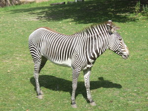 Zebra: A zebra from the zoo.
