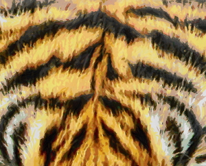 Tiger Fur: Tiger fur texture painting.