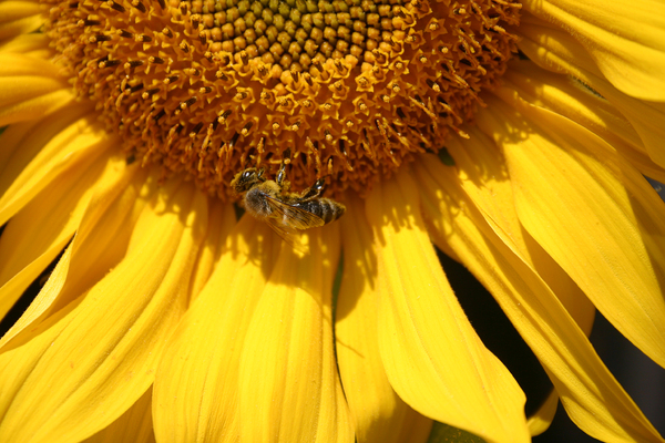 busy bee: 