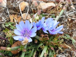 Blue flower (chicory): Believe this could be chicory