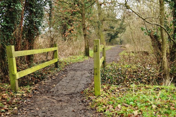 Woodland path: Woodland path over bridge
