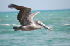 pelican series 4: A pelican taking a ride near South Beach in Miami.