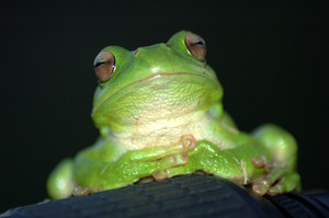 thinking: intelectual frog