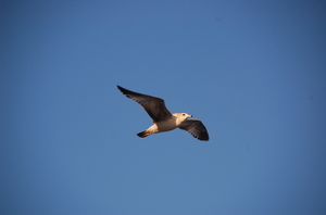Gull: a gull flying over Daytona beach