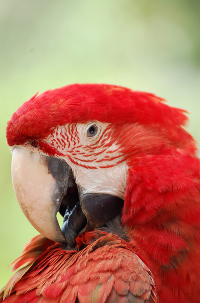 parrot series  2: red Guacamaya